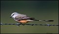 _1SB7854 scissor-tailed flycatcher